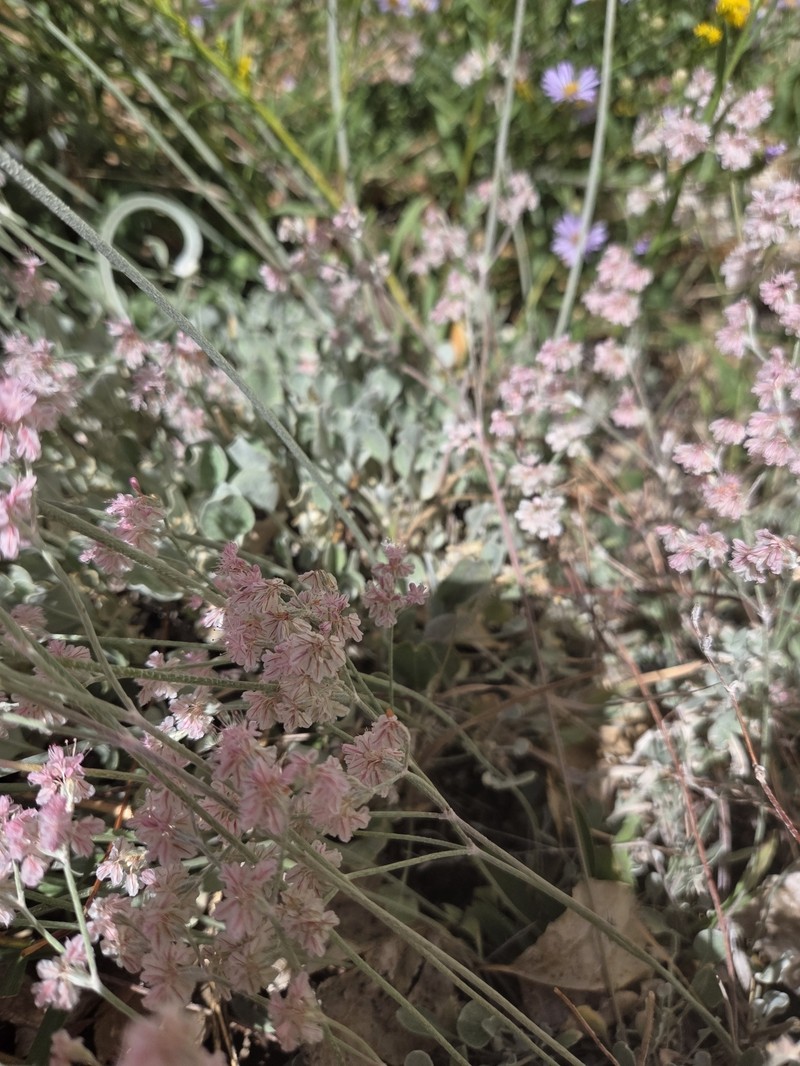 Eriogonum strictum var. proliferum photo 5