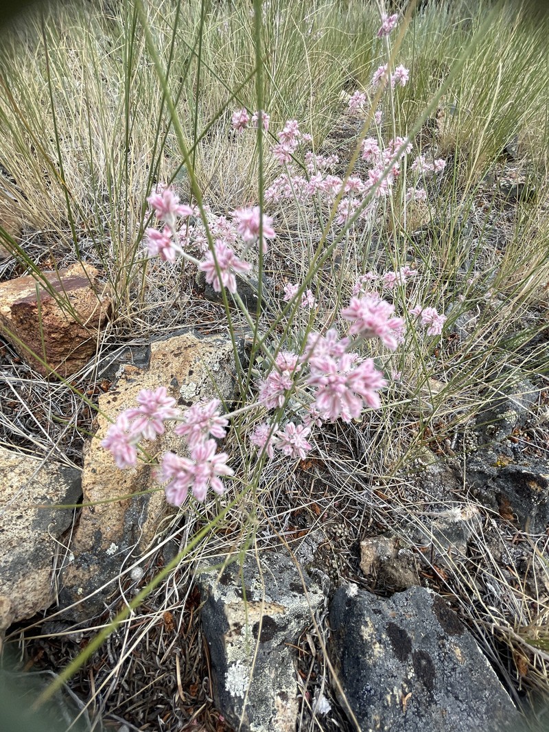 Eriogonum strictum var. proliferum photo 6