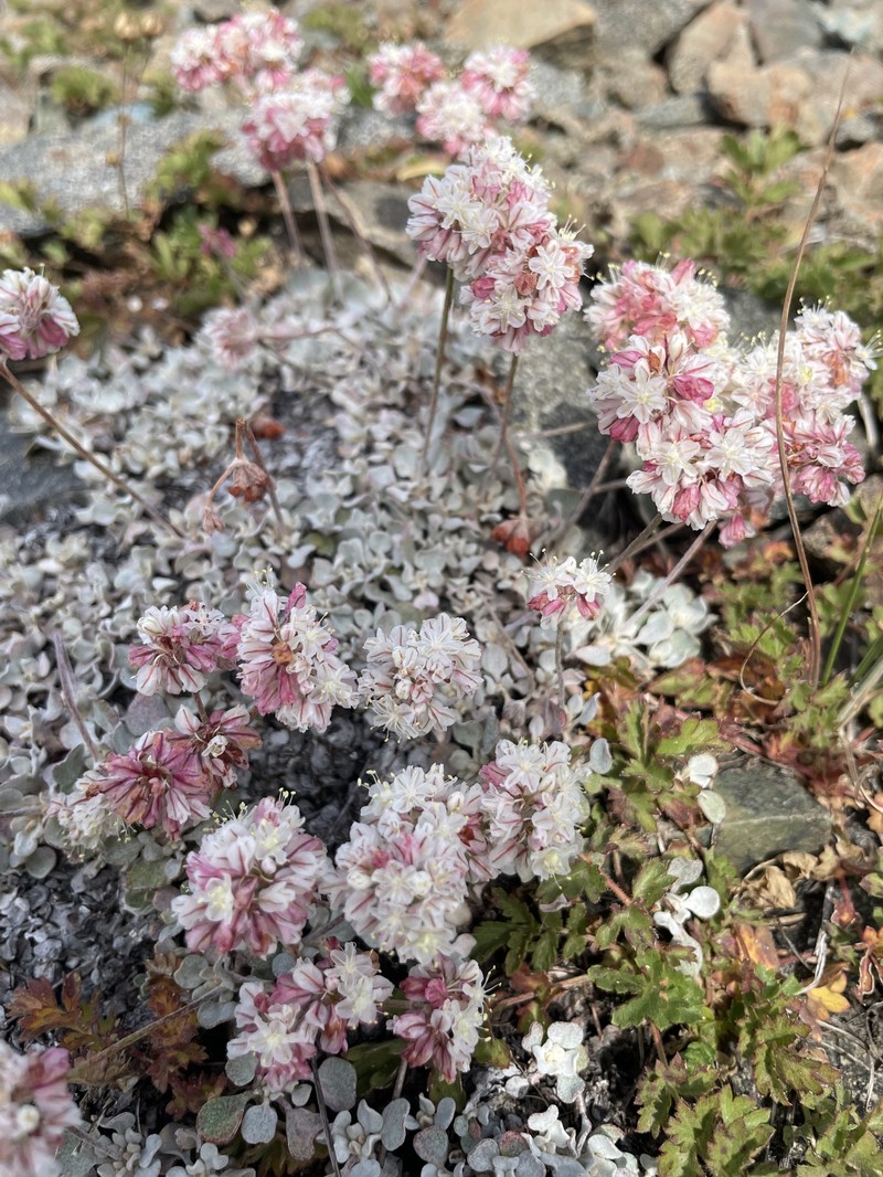 Eriogonum strictum var. proliferum photo 7