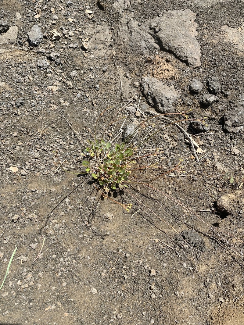 Eriogonum strictum var. strictum