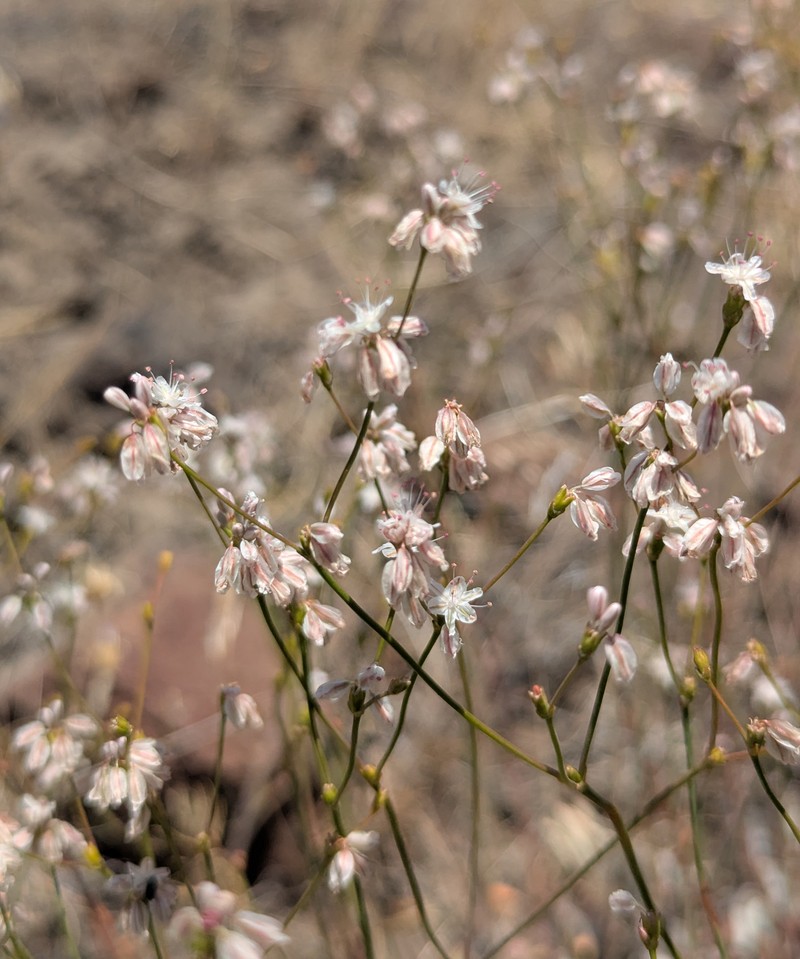 Eriogonum strictum var. strictum photo 2