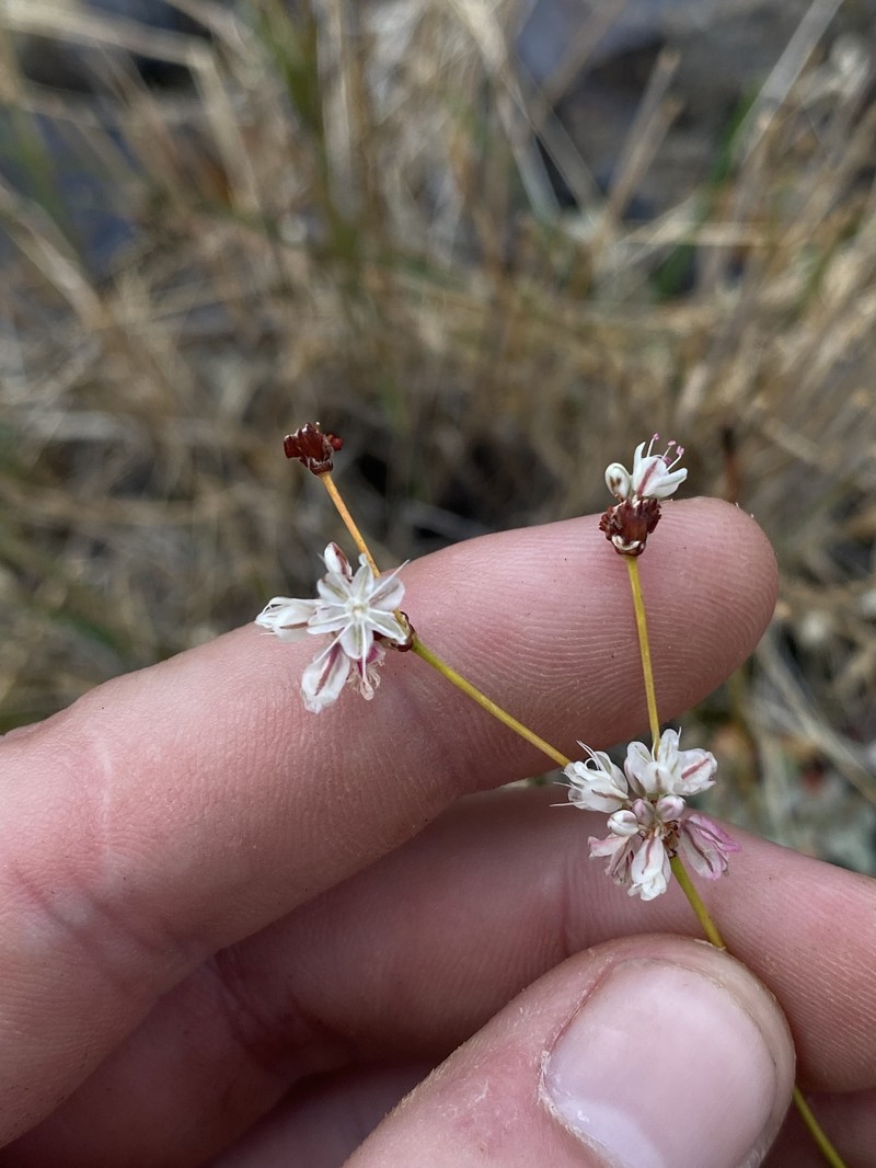 Eriogonum strictum var. strictum photo 3