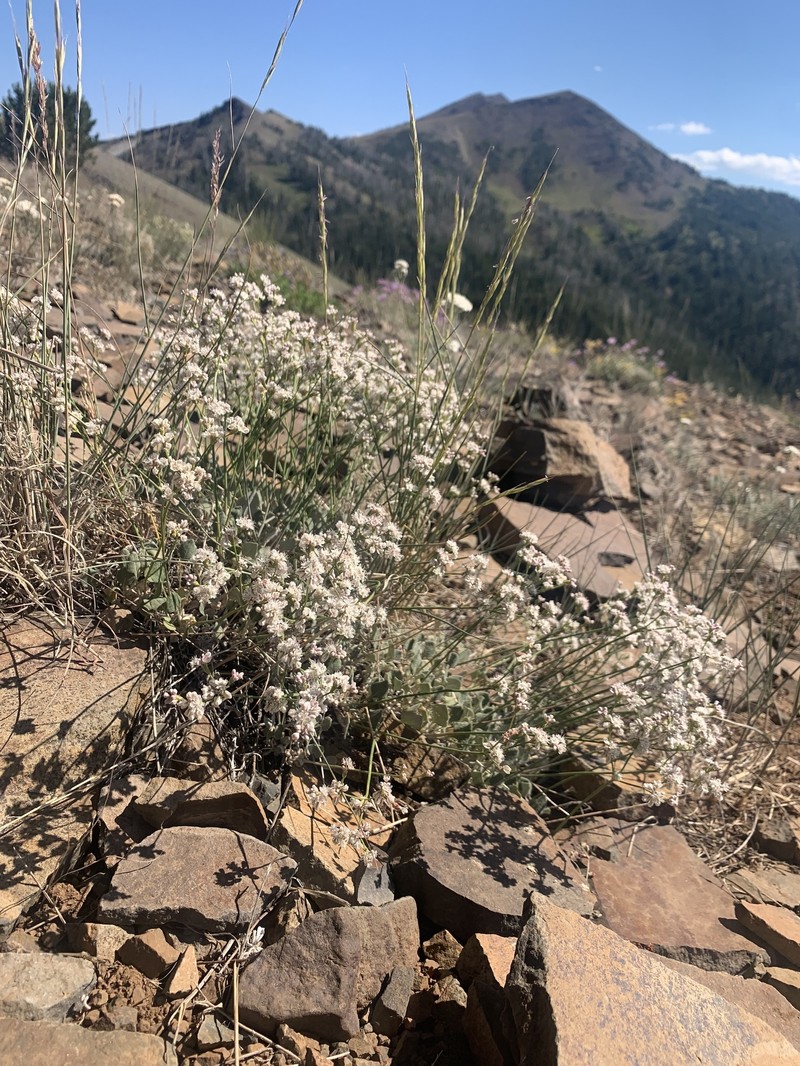 Eriogonum strictum var. strictum photo 4