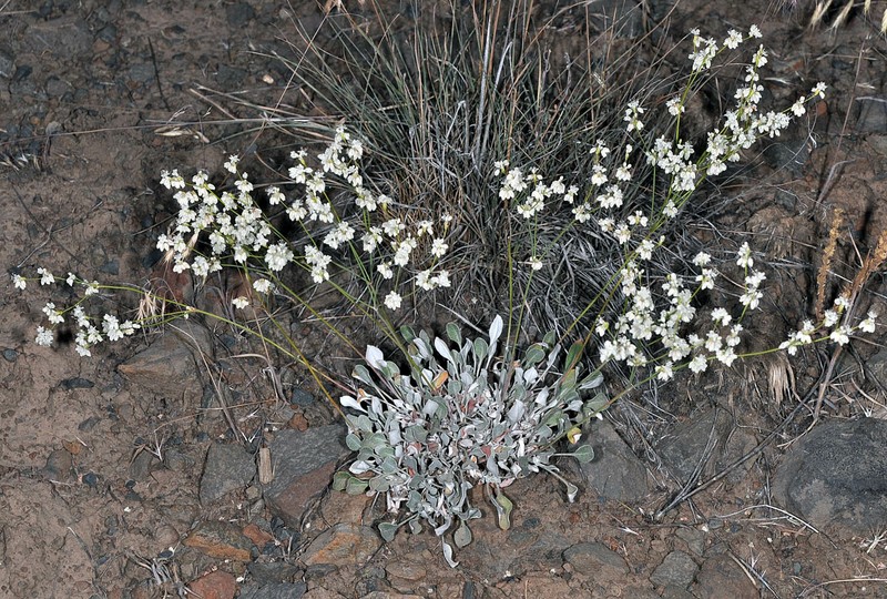 Eriogonum strictum var. strictum photo 5