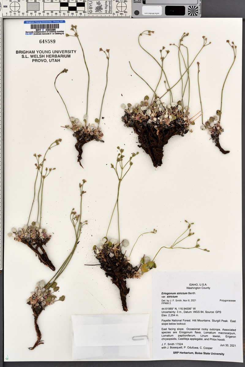Eriogonum strictum var. strictum photo 6