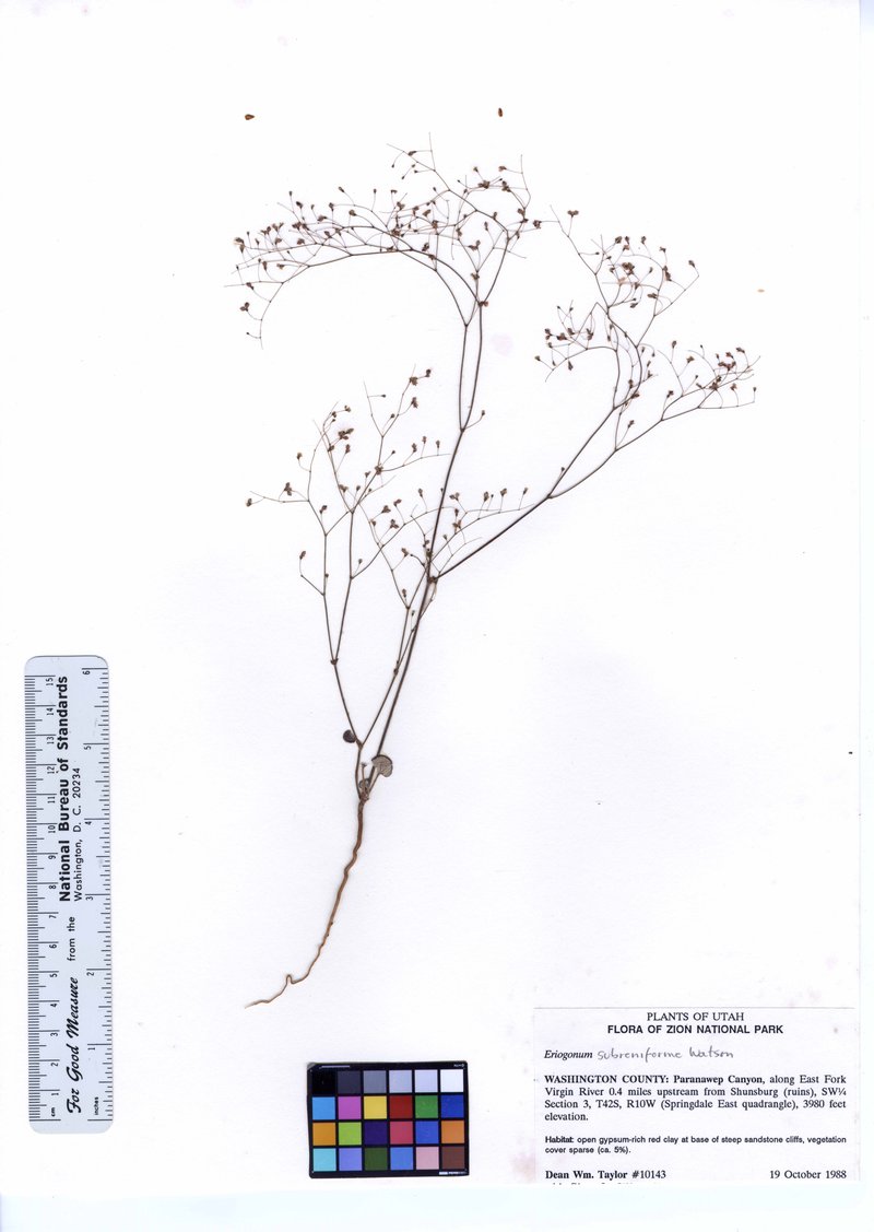 Kidneyshape Buckwheat