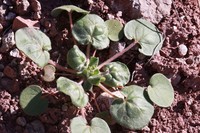 Kidneyshape Buckwheat