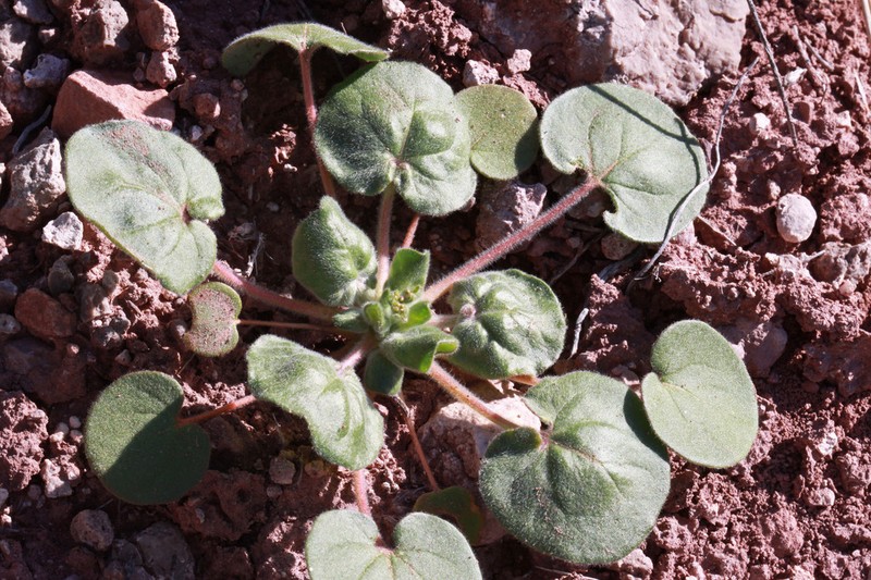 Kidneyshape Buckwheat