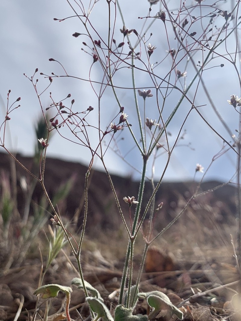Kidneyshape Buckwheat photo 3