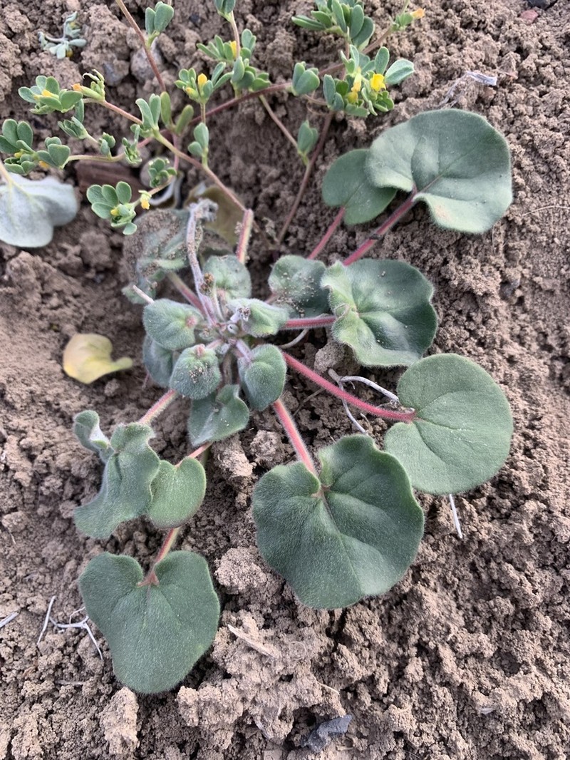 Kidneyshape Buckwheat photo 7