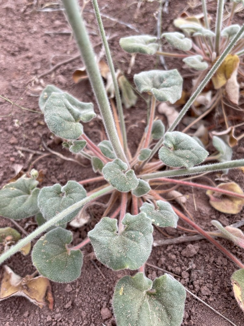 Kidneyshape Buckwheat photo 8