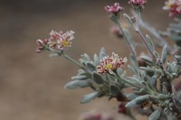 Bushy Buckwheat