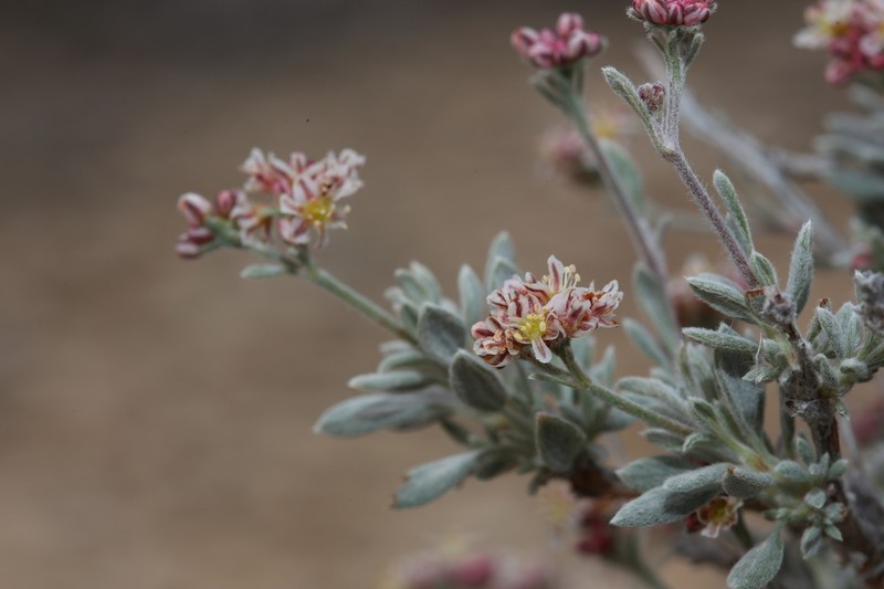 Bushy Buckwheat