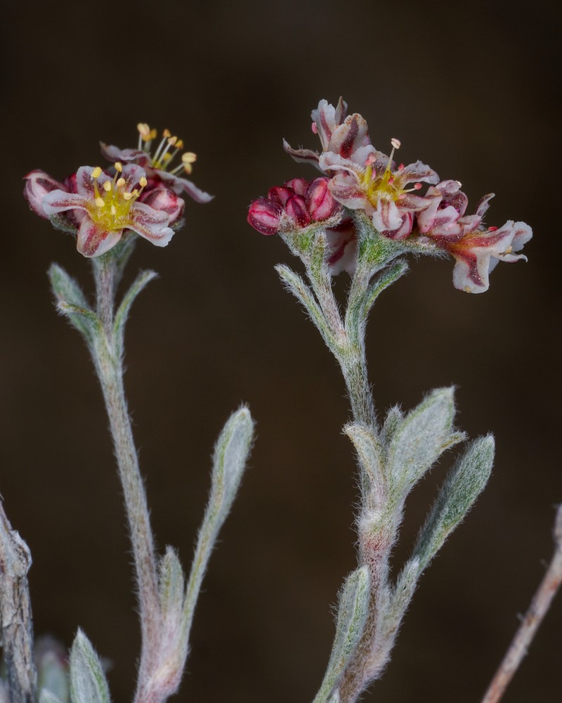 Bushy Buckwheat photo 2