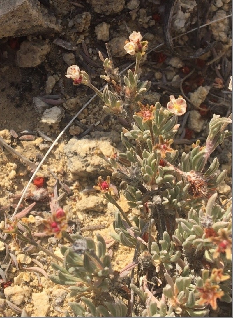 Bushy Buckwheat photo 3