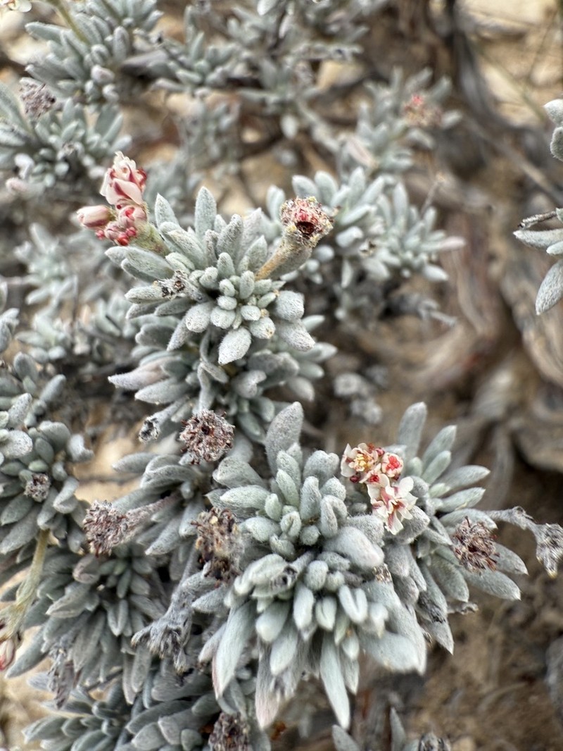 Bushy Buckwheat photo 4