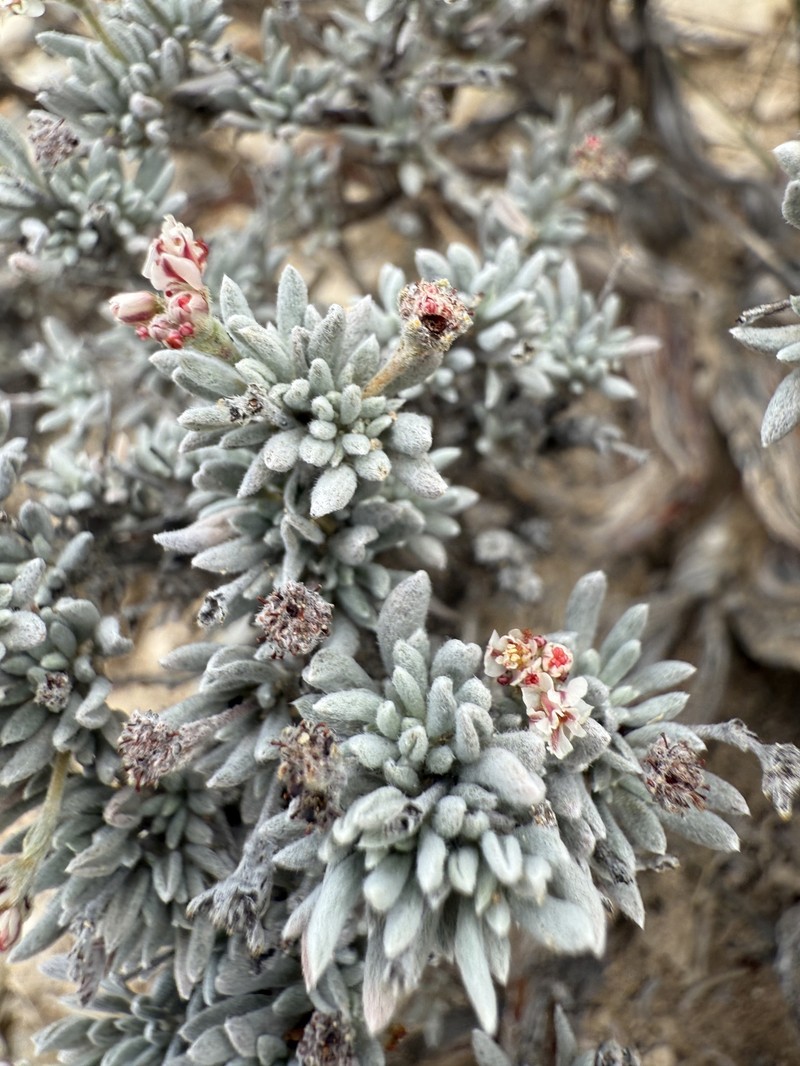 Bushy Buckwheat photo 6