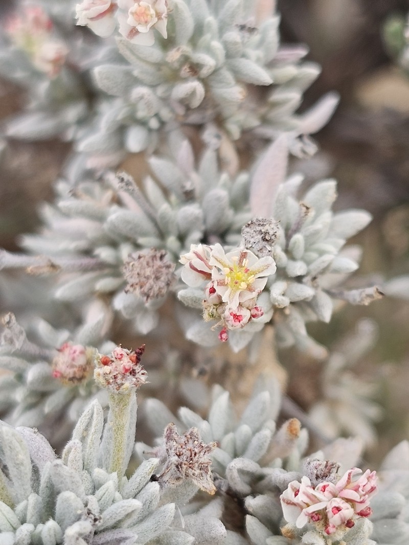 Bushy Buckwheat photo 7