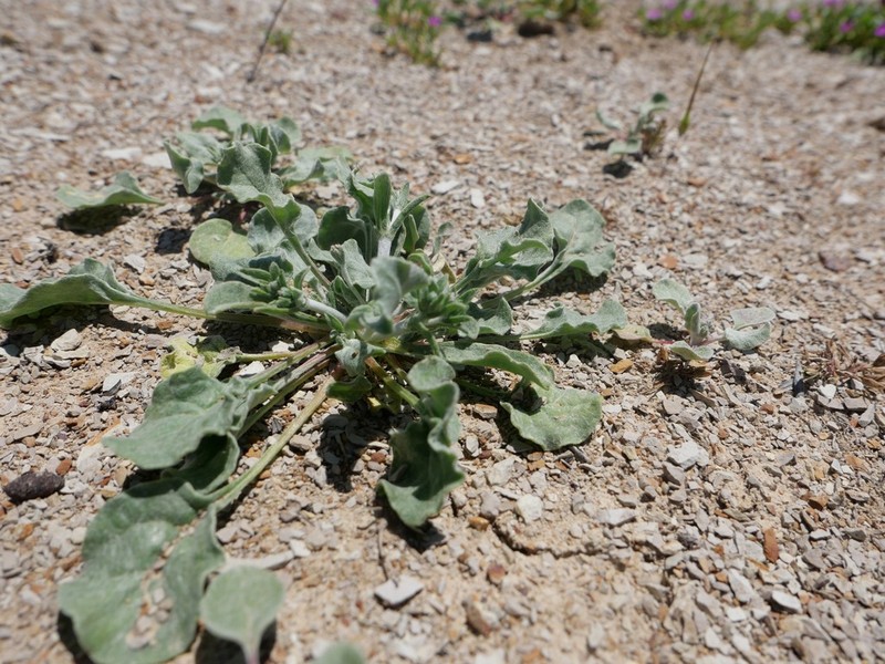 Temblor Buckwheat