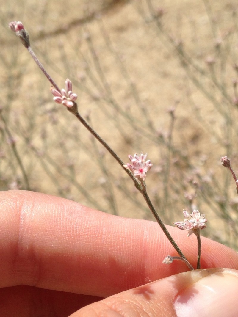 Temblor Buckwheat photo 2