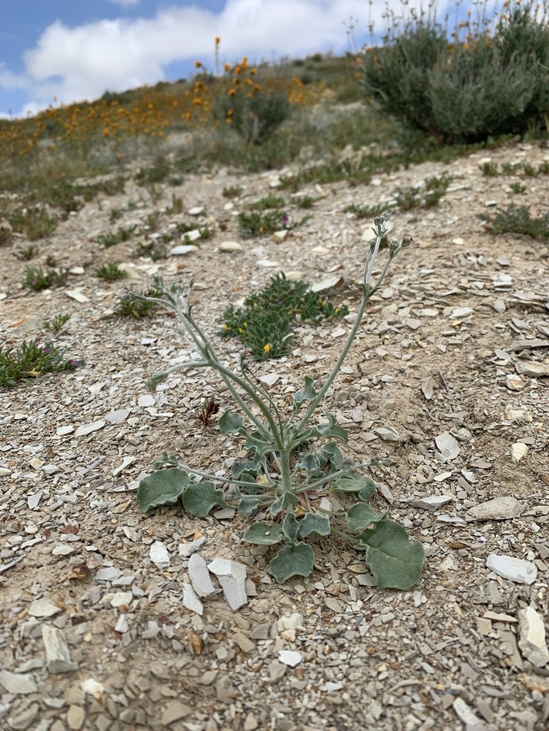 Temblor Buckwheat photo 3