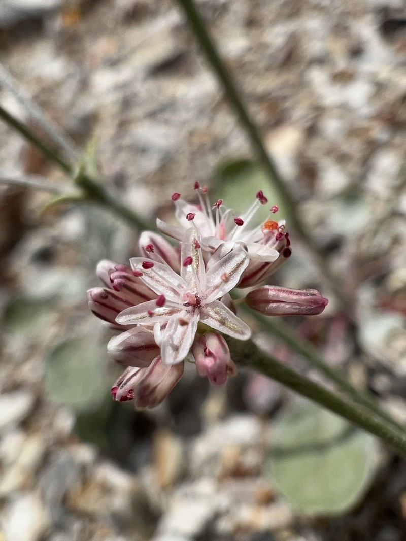 Temblor Buckwheat photo 4