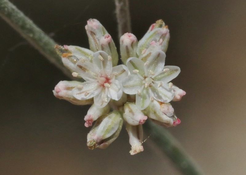 Temblor Buckwheat photo 5