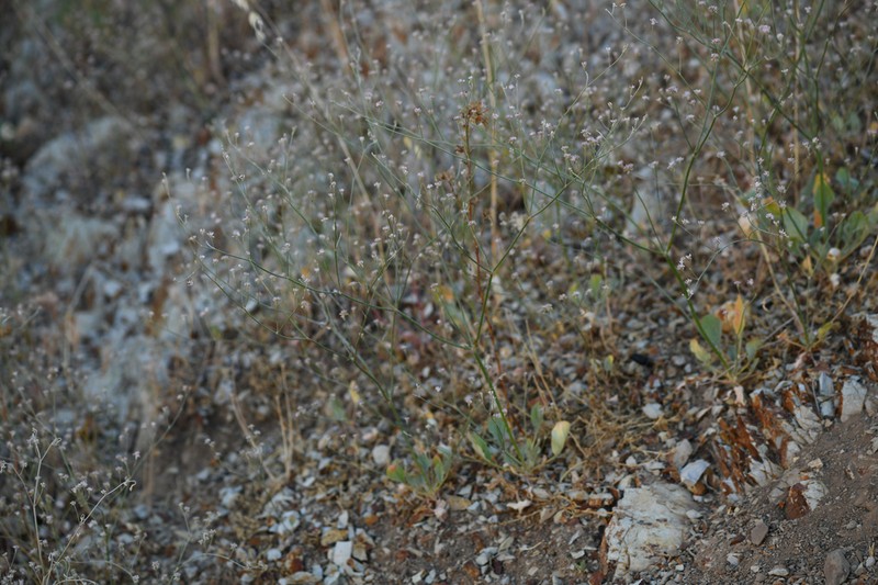 Temblor Buckwheat photo 6