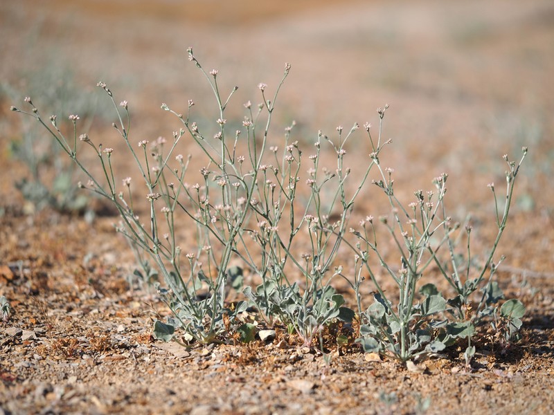 Temblor Buckwheat photo 7