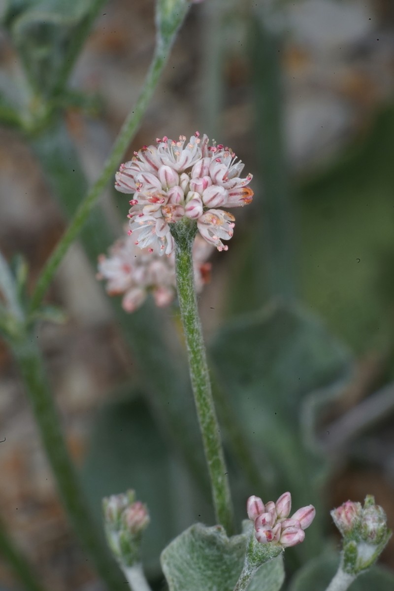 Temblor Buckwheat photo 8