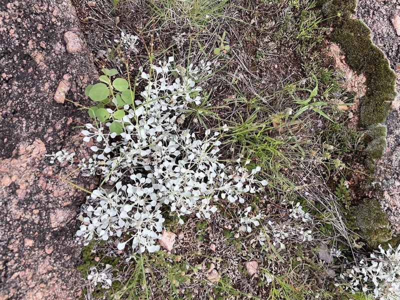 Tall Buckwheat