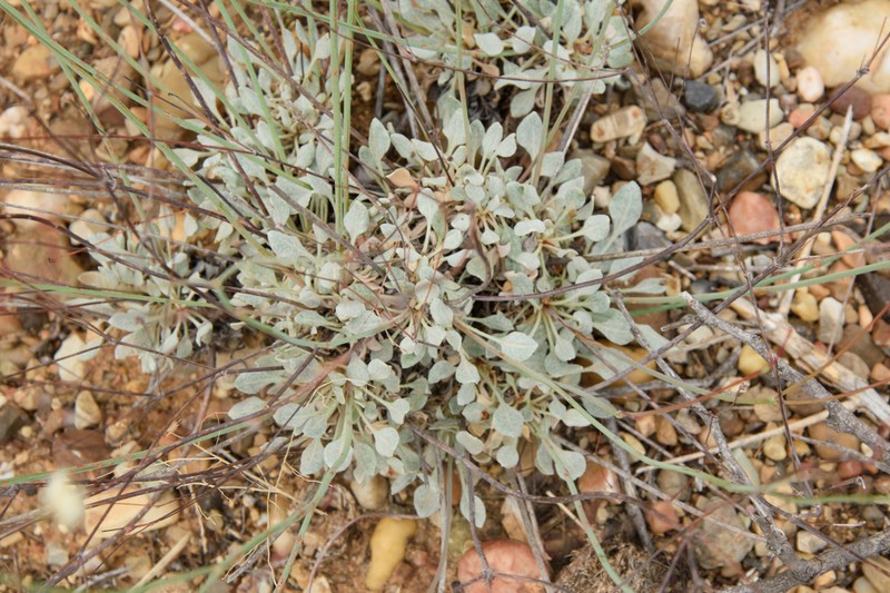 Tall Buckwheat photo 2