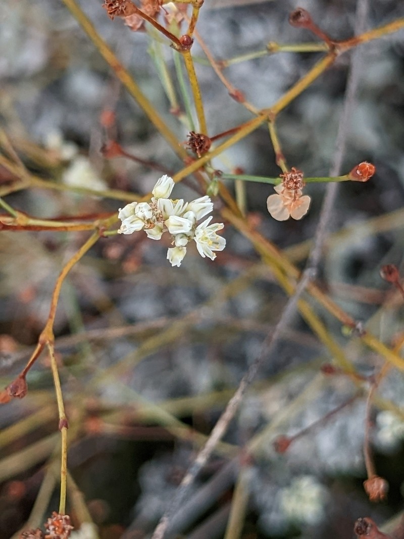 Tall Buckwheat photo 3
