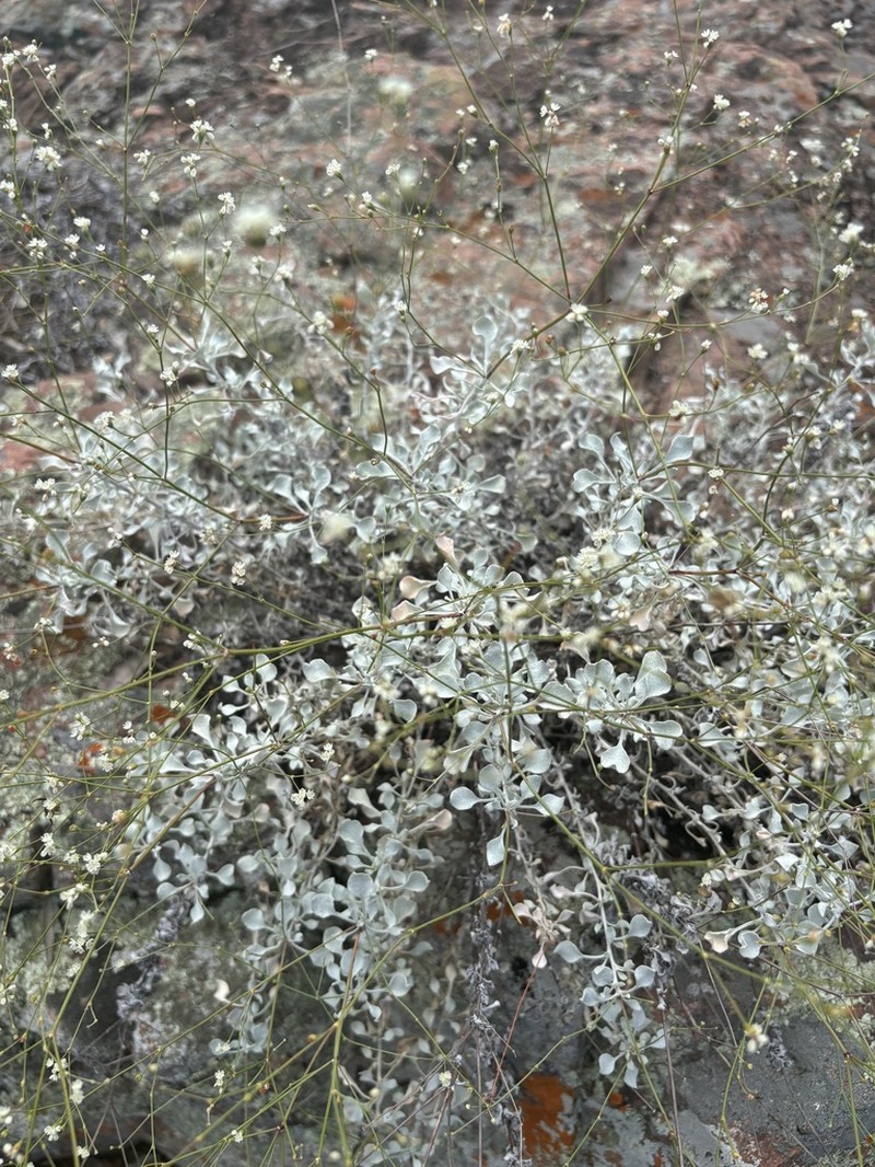 Tall Buckwheat photo 4
