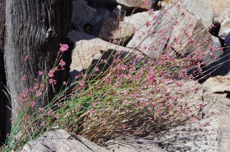 Tall Buckwheat photo 5