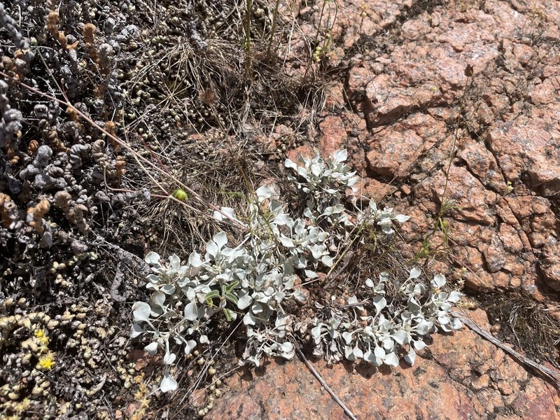 Tall Buckwheat photo 7