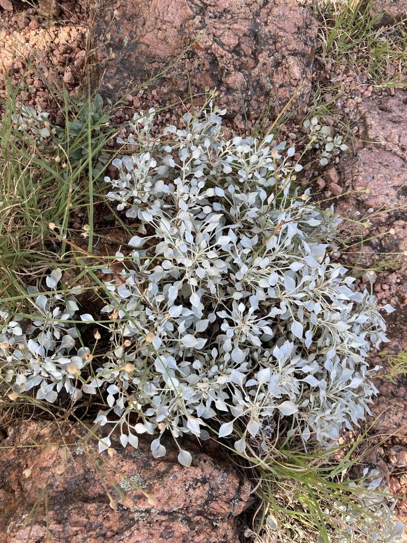 Tall Buckwheat photo 8