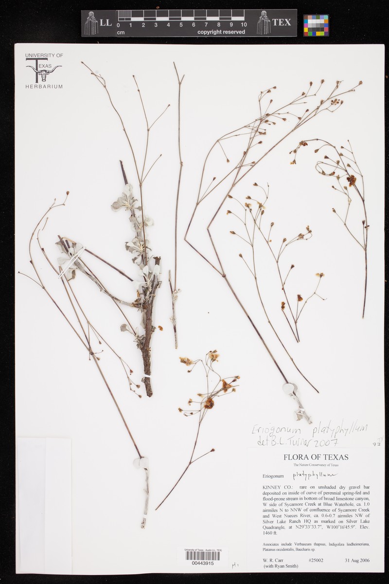 Eriogonum tenellum var. platyphyllum photo 2