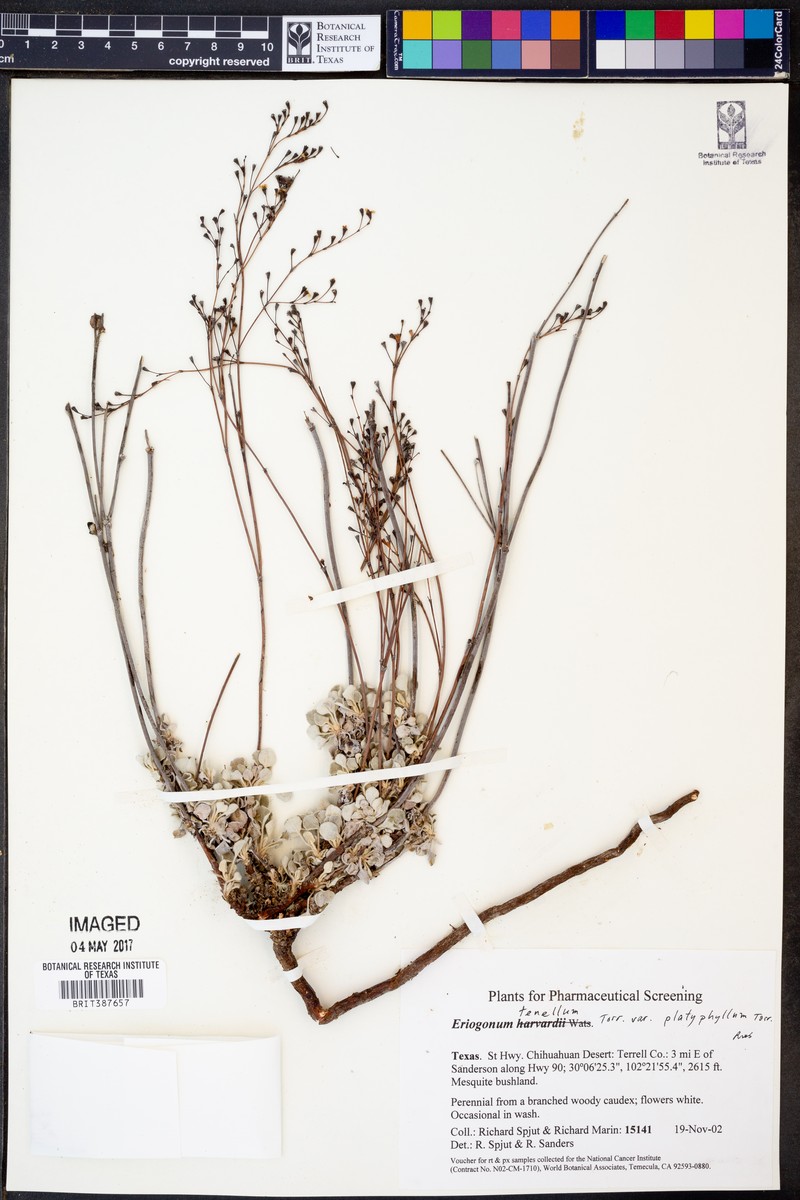 Eriogonum tenellum var. platyphyllum photo 3