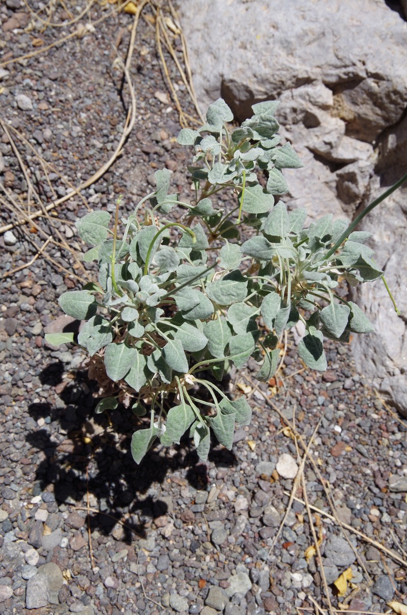 Eriogonum tenellum var. platyphyllum