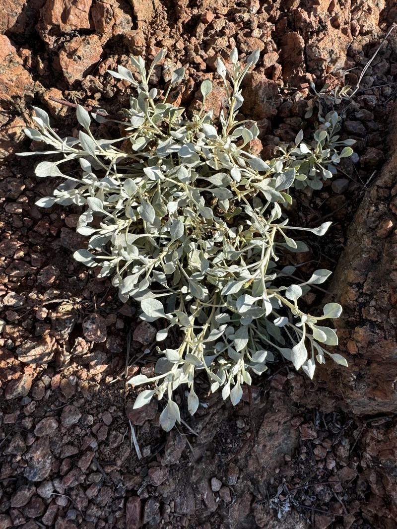 Eriogonum tenellum var. ramosissimum