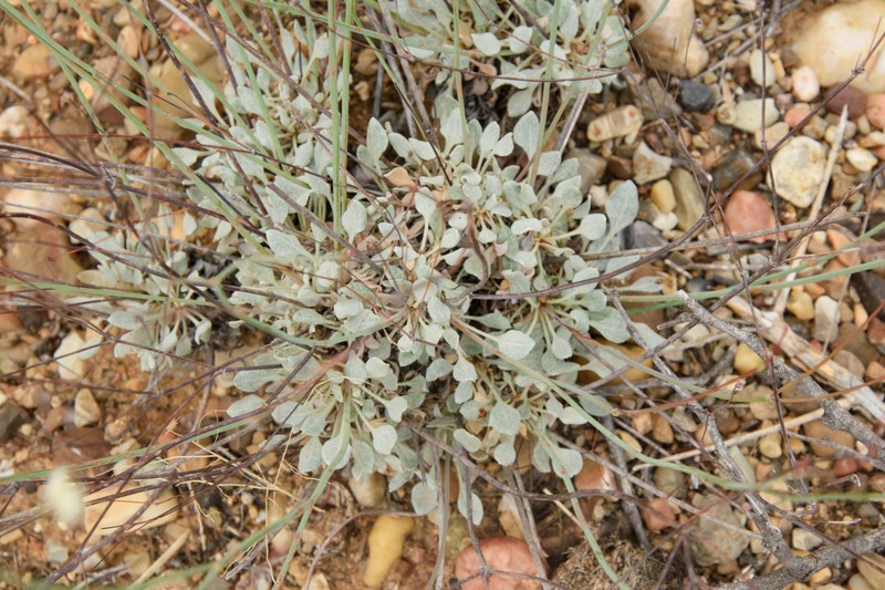 Eriogonum tenellum var. ramosissimum photo 2