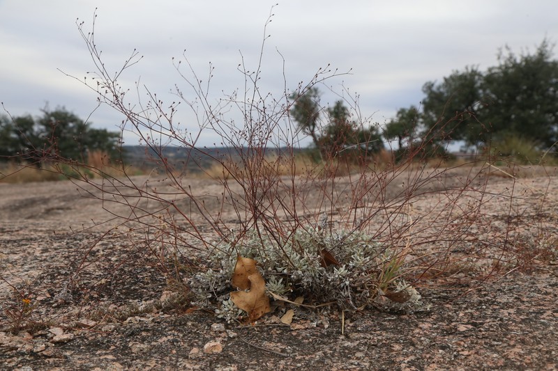 Eriogonum tenellum var. ramosissimum photo 3