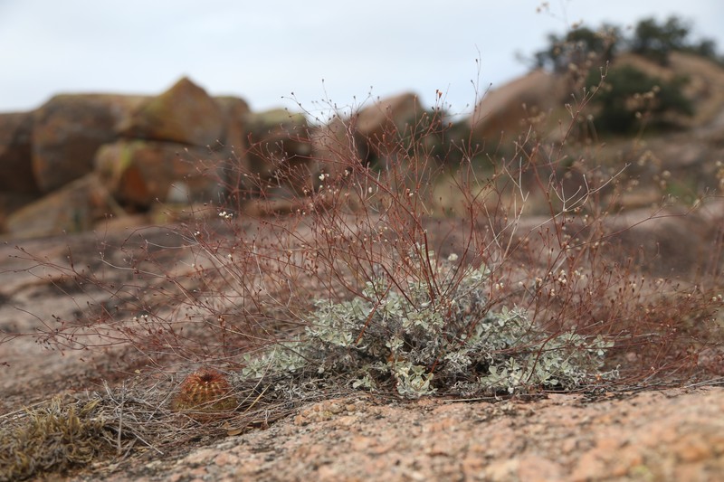Eriogonum tenellum var. ramosissimum photo 4