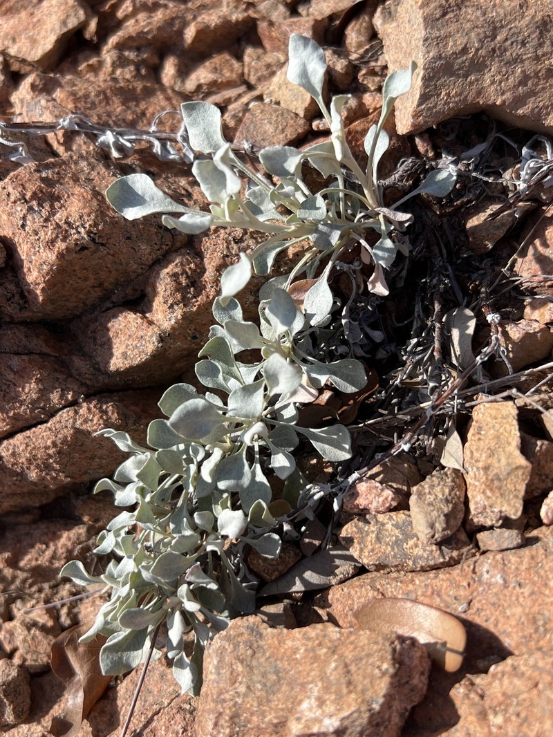 Eriogonum tenellum var. ramosissimum photo 5