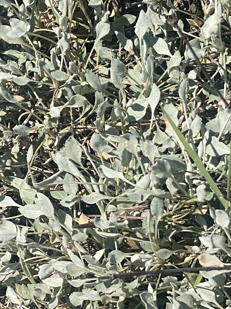 Eriogonum tenellum var. ramosissimum photo 6