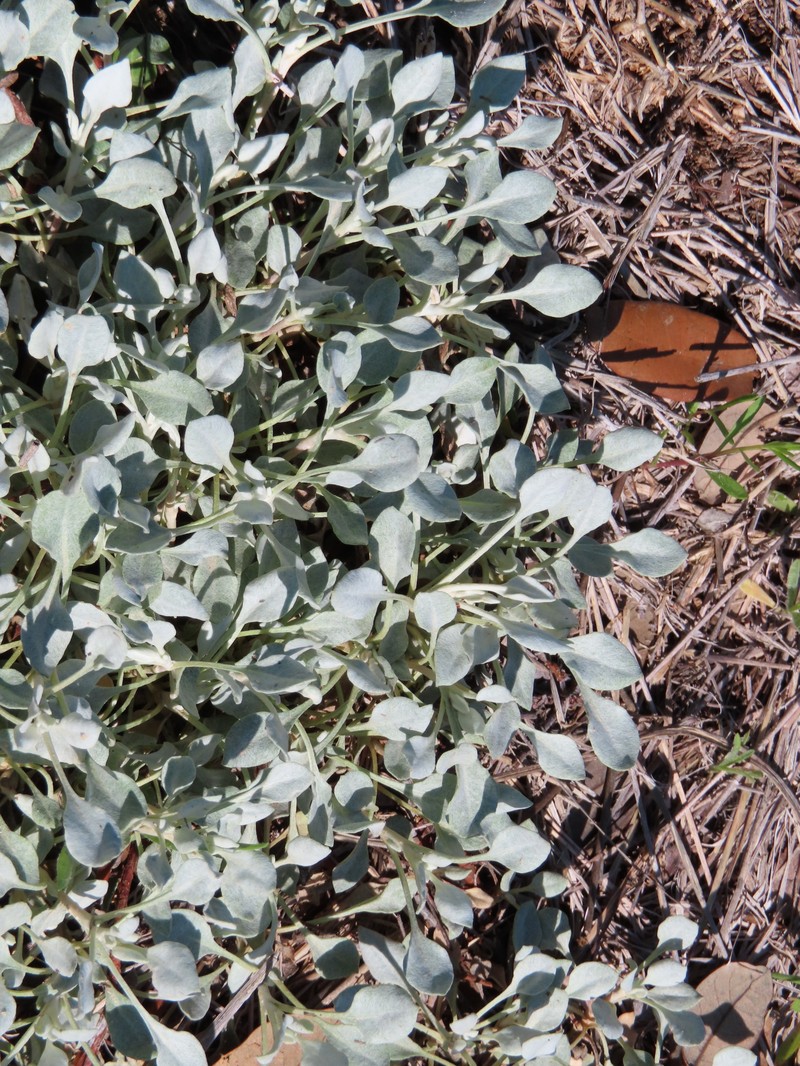 Eriogonum tenellum var. ramosissimum photo 7
