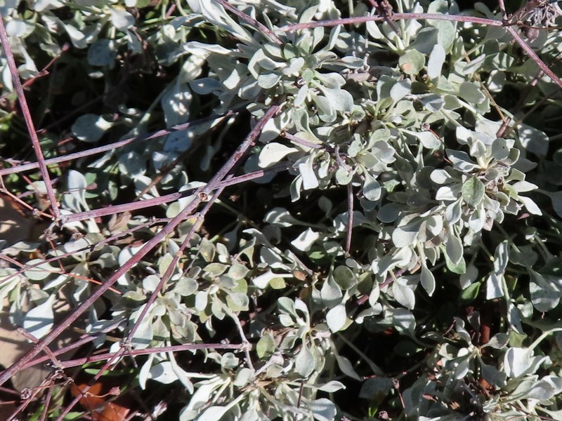 Eriogonum tenellum var. ramosissimum photo 8