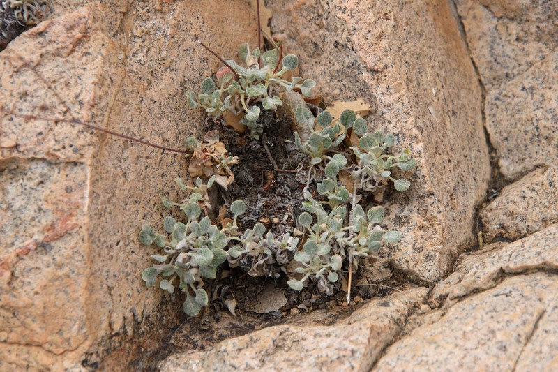 Eriogonum tenellum var. tenellum