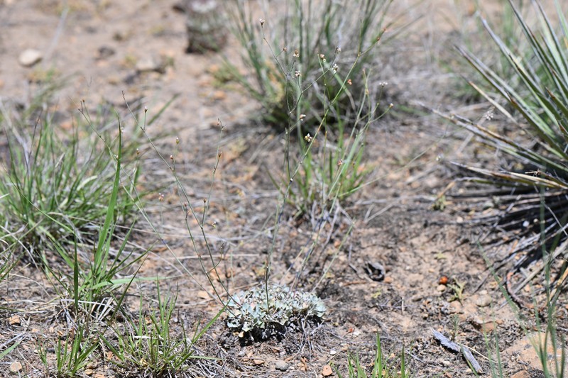 Eriogonum tenellum var. tenellum photo 2